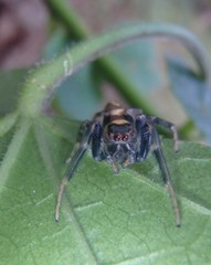 Opisthoncus grassator