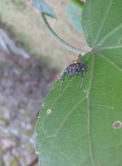 Opisthoncus grassator