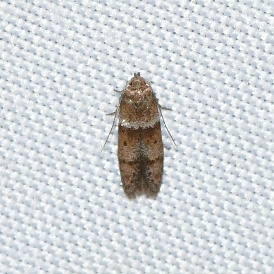Blastobasis pulchella