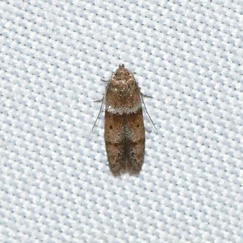 Blastobasis pulchella