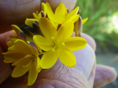 Ixia odorata