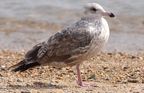 Slaty-backed Gull