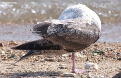 Larus schistisagus