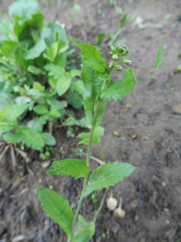 Image of Borodinia dentata by no rights reserved