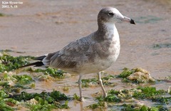 Larus crassirostris