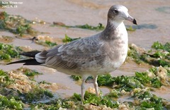 Larus crassirostris