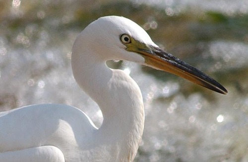 Pacific Reef Heron