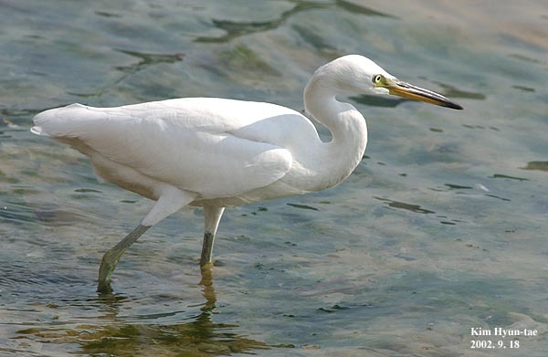 Pacific Reef-Heron (Egretta sacra)