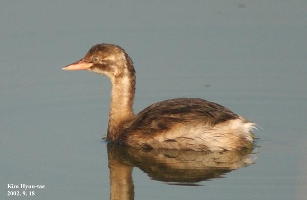 Little Grebe