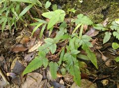 Rubus trianthus