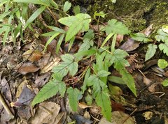 Rubus trianthus