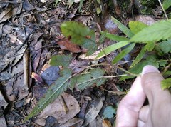 Rubus trianthus