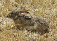 Lepus victoriae