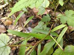 Rubus trianthus