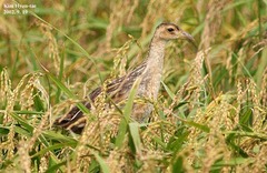 Gallicrex cinerea