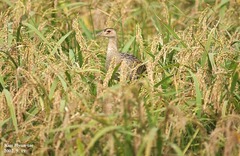 Gallicrex cinerea