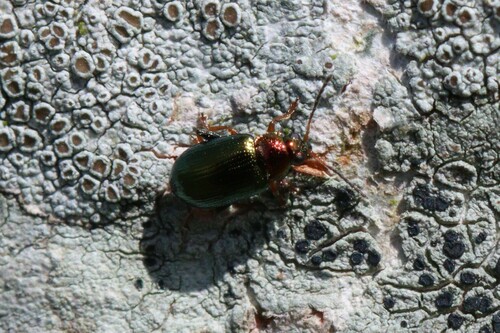 Willow Flea-beetle, Warmond, Nederland, photo 5 of 10