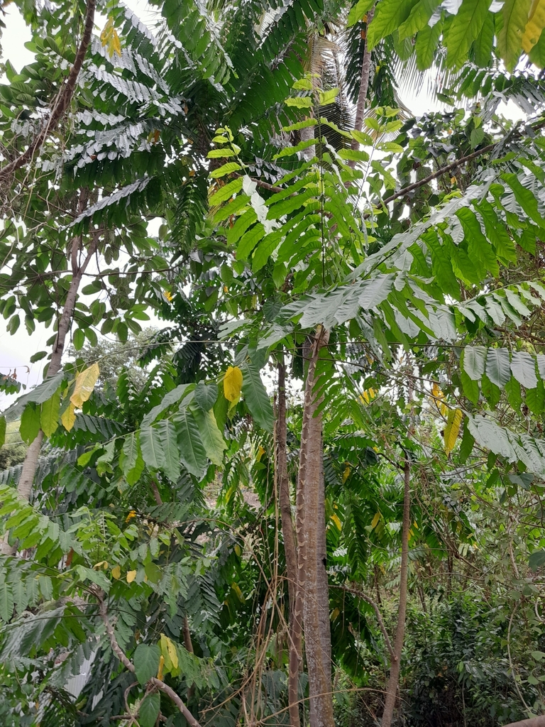 Polyscias nodosa (Polyscias nodosa)