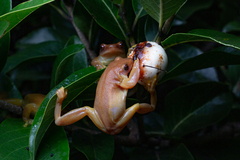 Izecksohn's Brazilian Treefrog photo 3