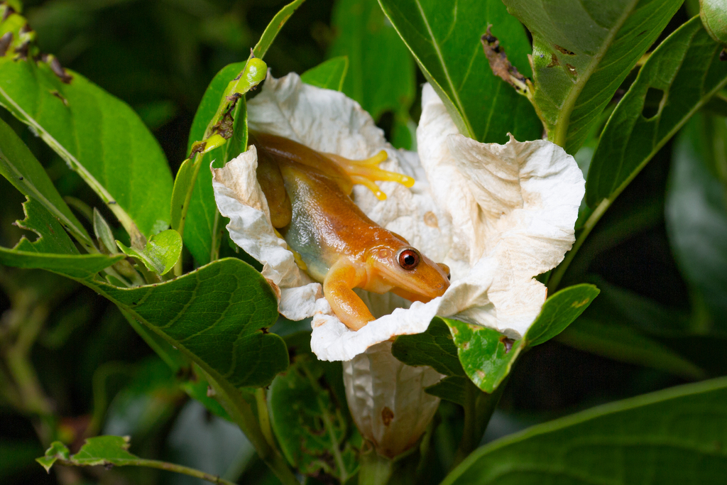 Izecksohn's Brazilian Treefrog