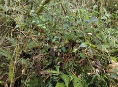 Ligustrum liukiuense