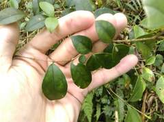 Ligustrum liukiuense