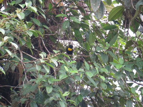 Golden-chested Tanager (Bangsia rothschildi), photo 8
