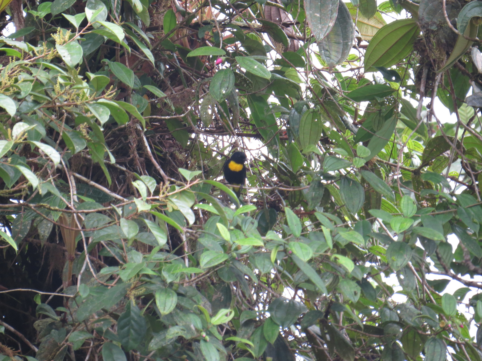 Golden-chested Tanager (Bangsia rothschildi), photo 3