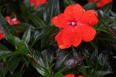 Impatiens hawkeri
