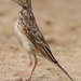 Richard's Pipit - Photo (c) Kim, Hyun-tae, some rights reserved (CC BY), uploaded by Kim, Hyun-tae
