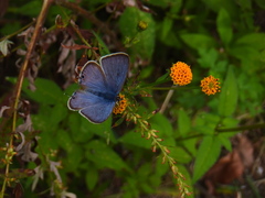 Lampides boeticus