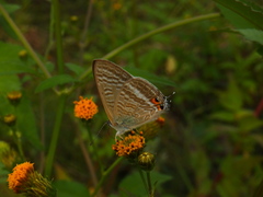Lampides boeticus