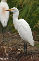 Bubulcus ibis coromandus