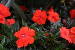 Impatiens hawkeri