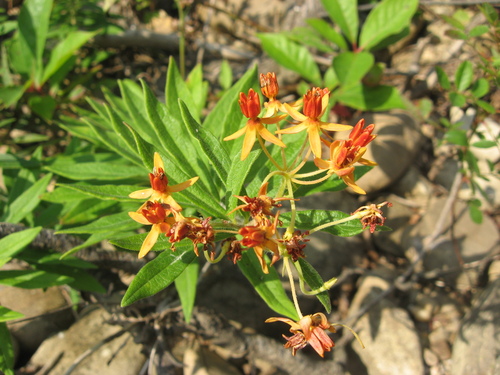 Butterfly milkweed (Asclepias tuberosa)
