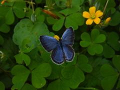 Pseudozizeeria maha