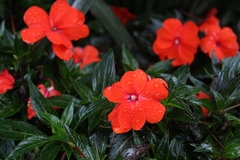 Impatiens hawkeri