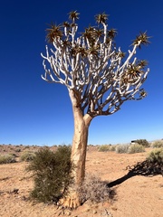 Aloidendron dichotomum image