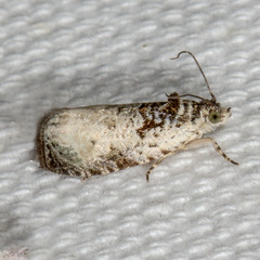 Olethreutes malana