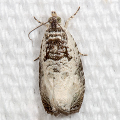 Olethreutes malana