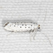 Spindle Ermine Moth - Photo (c) nolieschneider, some rights reserved (CC BY-NC)