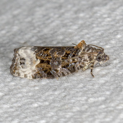 Apotomis capreana