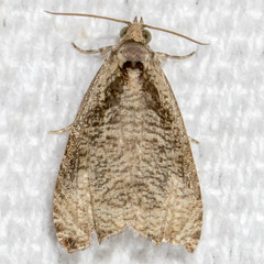 Olethreutes exoletum