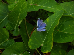 Pseudozizeeria maha