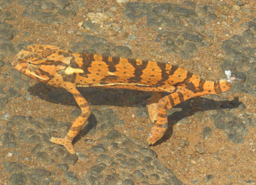 Flap-necked Chameleon