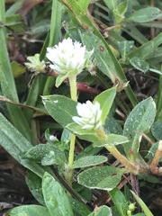 Gomphrenoideae