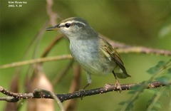 Phylloscopus borealis