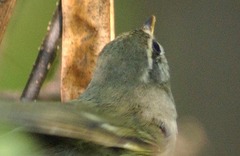 Phylloscopus borealis