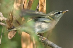 Phylloscopus borealis