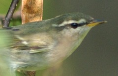 Phylloscopus borealis